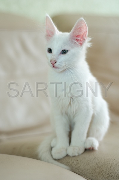 ANGORRA TURC C036.jpg
